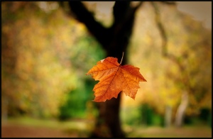 falling-leaf
